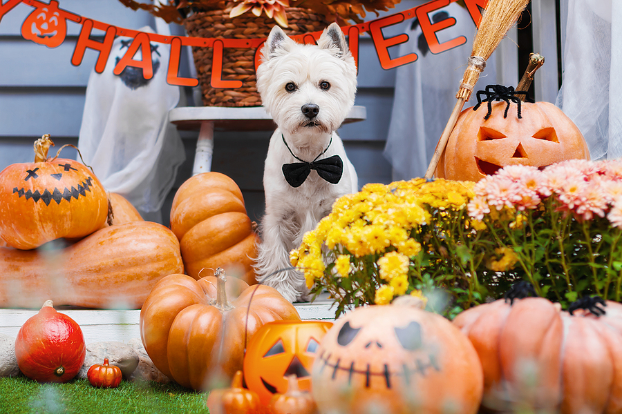 Healthy Dental Tips For the Spooky Season!